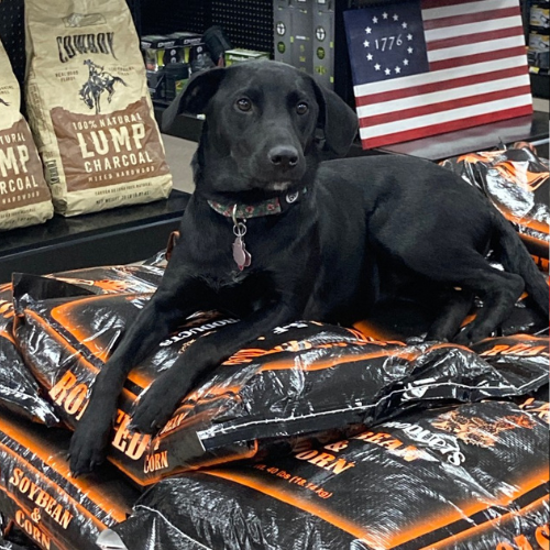 Blakeney Hardware store dog laying on top of corn bags.